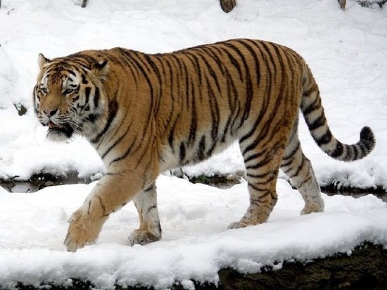 В Хабаровском крае отловили тигра, которого не удалось напугать