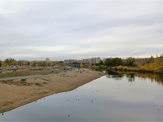 Дикие собаки захватили дворы в Приречном микрорайоне Нижнего Тагила