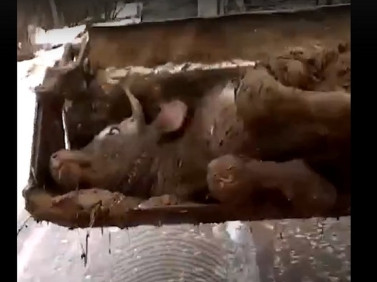 Видео с живой коровой в ковше трактора вызвало шок у калужан