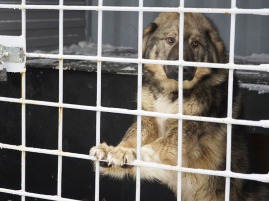 Отлов бродячих собак на Чукотке поручат муниципальным властям
