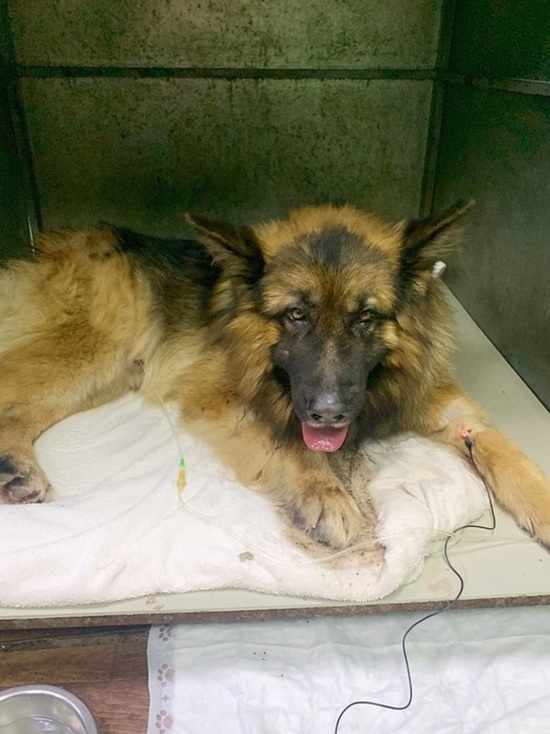 В Твери ветеринары вывели собаку из алкогольной комы
