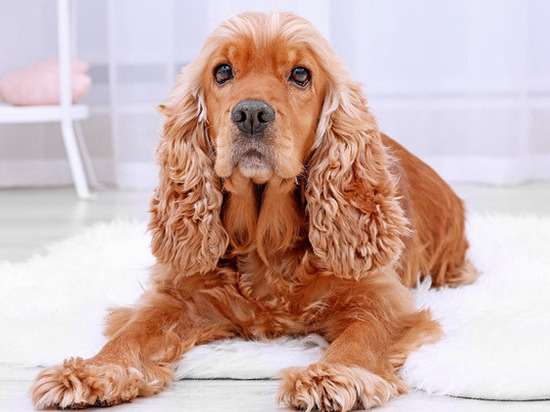 Сплошные проблемы: кинолог назвал 2 самые непослушные породы собак