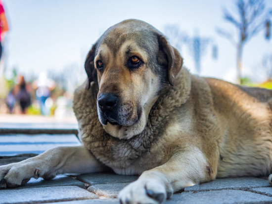 Глава Дагестана обещал решить проблему безнадзорных собак