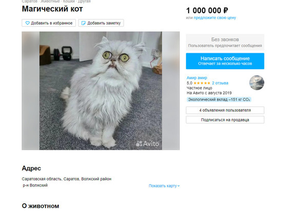 В Саратове выставили на продажу волшебного кота за 1 миллион рублей - МК  Саратов