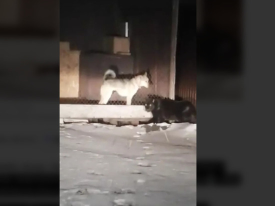 Пантеру, бегавшую во дворе в Тамбове, обнаружили в Москве
