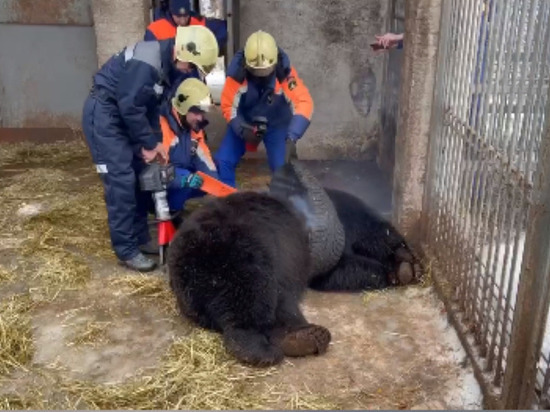 В Подмосковье упитанный медведь Федя застрял в покрышке
