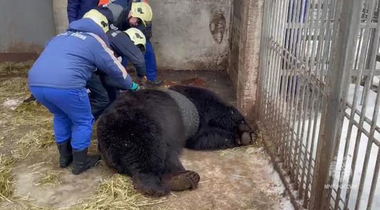 В Подмосковье медведь застрял в покрышке: видео освобождения животного