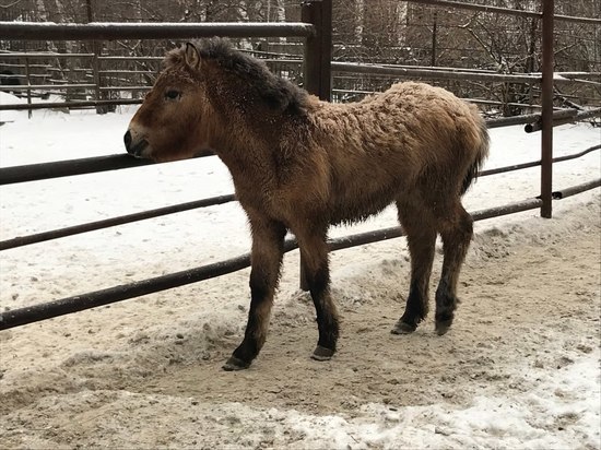 В Пензенском зоопарке новый постоялец - Лошадь Пржевальского