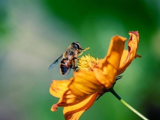 Липчанин не смог отсудить полтора миллиона рублей за гибель пчёл