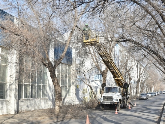 В Астрахани проводят опиловку деревьев по пути движения автобусов