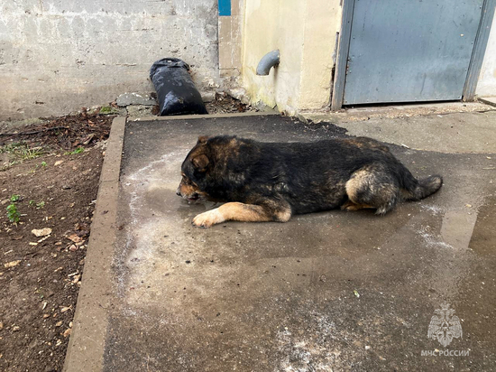 В Севастополе спасатели освободили застрявшую между бетонными плитами собаку