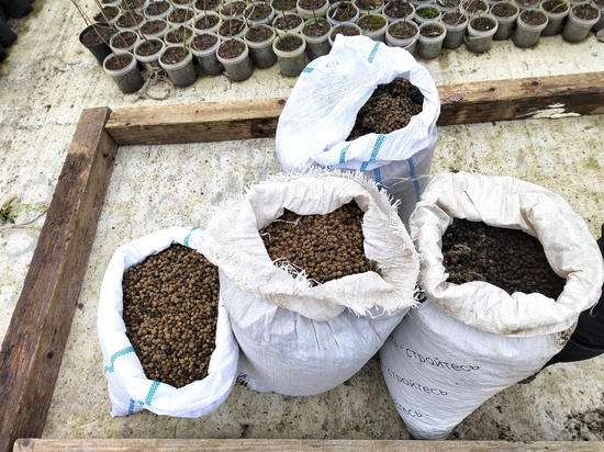 В Зеленоградске кедровый питомник освоил новую технологию выращивания липы