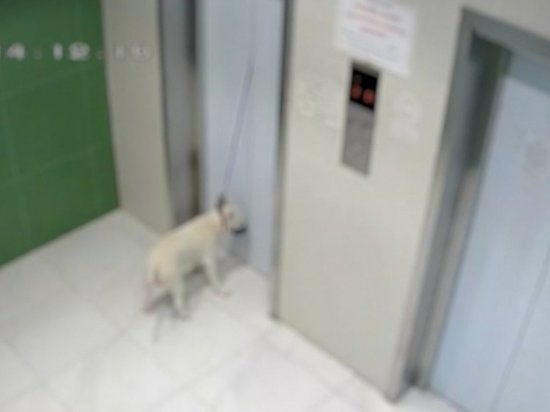 Лифт чуть не задушил собаку на поводке в Новосибирске