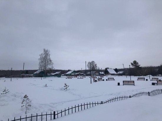 Под Новосибирском вместо 3-метровых елей высадили хилые сосенки за 6,4 млн