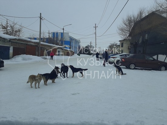 Стая бродячих собак запугала учеников техникума в кузбасском городе