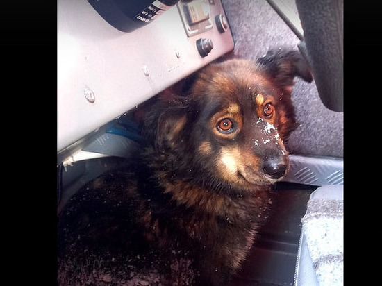 Заклеванную воронами собаку спасли с острова в Новосибирске