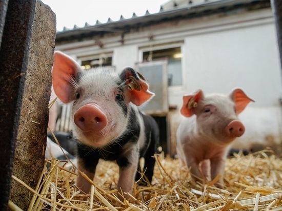 Interia: производство свинины в Польше начало угасать из-за дорогой электроэнергии