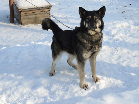 Ветеринары из Раменского извлекли 6 сантиметровый камень из мочевого пузыря собаки