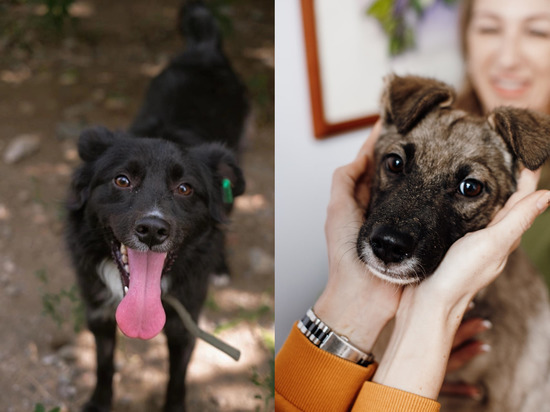 «Я хочу в семью»: для питомцев из собачьего приюта «Бездомный пёс» разыскивают новых хозяев