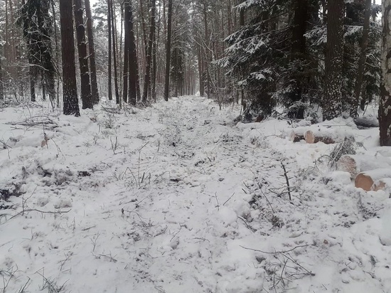 В лесах Серпухова проверили квартальные просеки