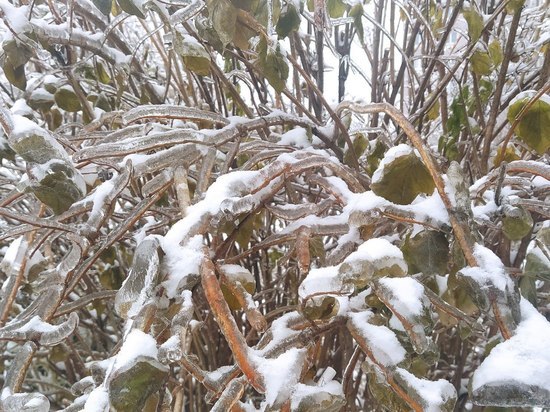 Ледяной дождь и сильный ветер ожидаются на территории Нижегородской области