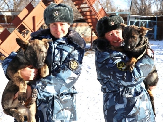 Кинологи УФСИН России по Ивановской области получили новых щенков для службы