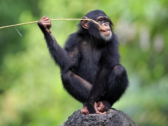 Психологи: поведение подростков шимпанзе повторяет человеческое