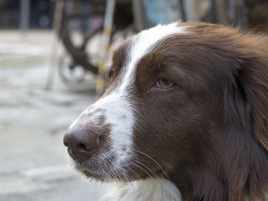 В этом году в Петрозаводске отловят 300 бродячих собак