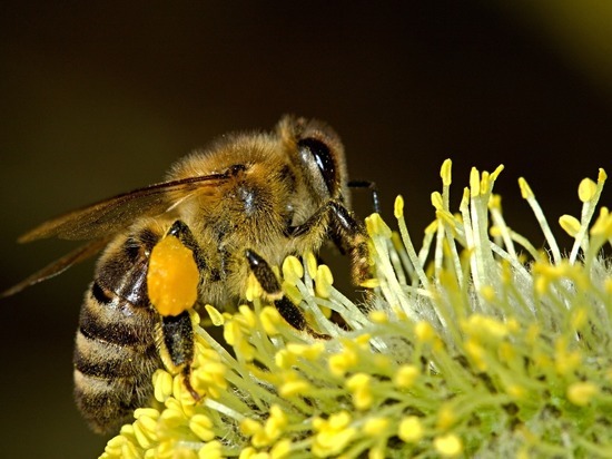 Этим традиционным ремеслом в регионе занимаются 12,3 тысячи пчеловодов