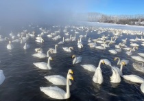 Специалисты Союза охраны птиц России подсчитали, сколько лебедей зимуют на озере Светлом в Советском районе