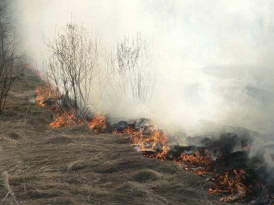 Новые вакансии работников лесного хозяйства открылись в Подмосковье