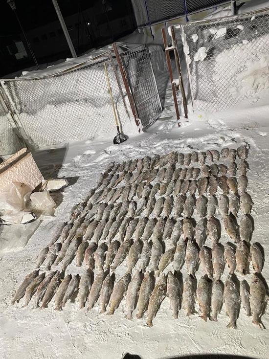 Пограничники ФСБ поймали в ЯНАО двоих браконьеров с 600 килограммами краснокнижной рыбы