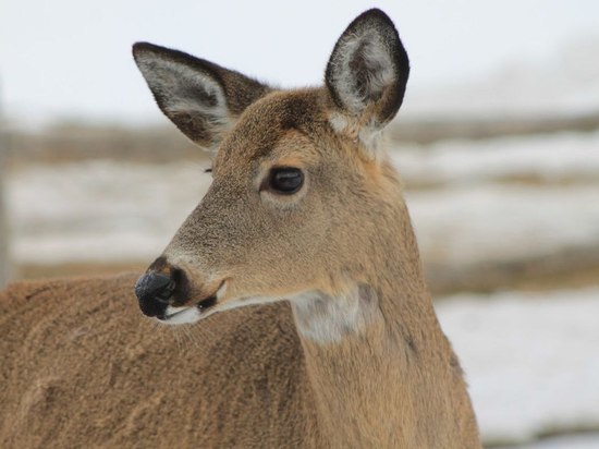 Косуля провалилась под лед в Коломне