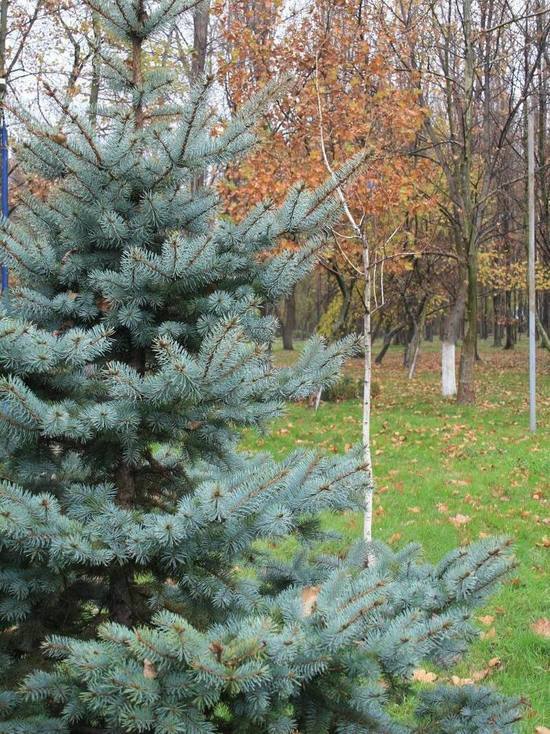 В середине февраля в Дагестан придут морозы