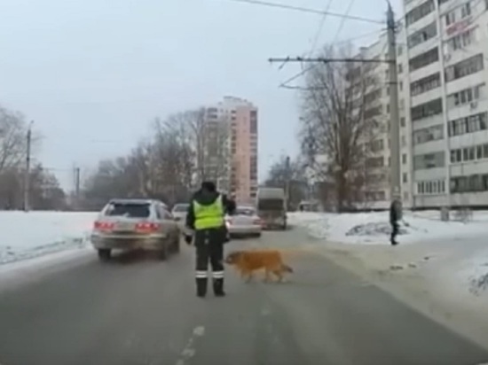В Костроме полицейский остановил движение, чтобы хромая собака перешла улицу