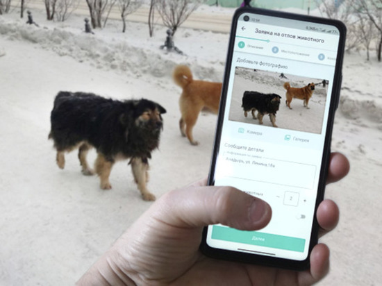 На Чукотке планируют ловить бездомных собак с помощью мобильных