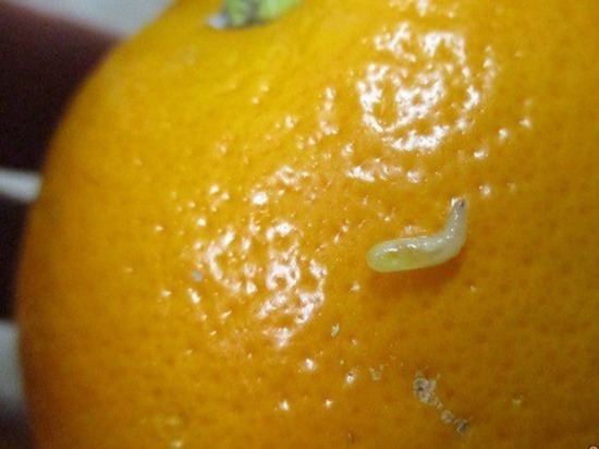 Калининградские сотрудники Россельхознадзора в египетских апельсинах нашли паразитов