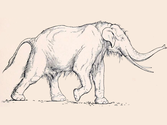 Находка ученых: неандертальцы в Германии охотились на гигантских слонов