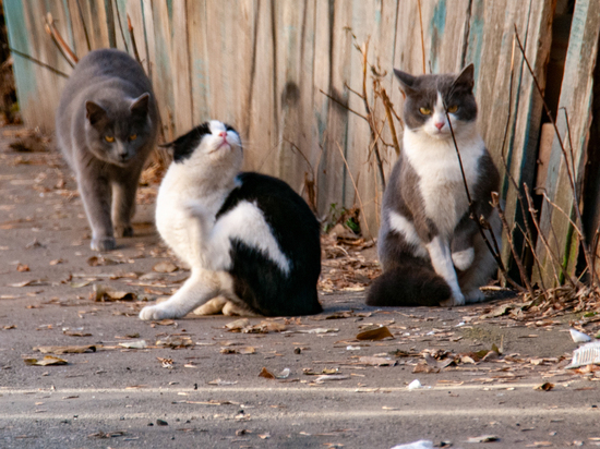 В российском городе озаботились судьбой 12 кошек-людоедов