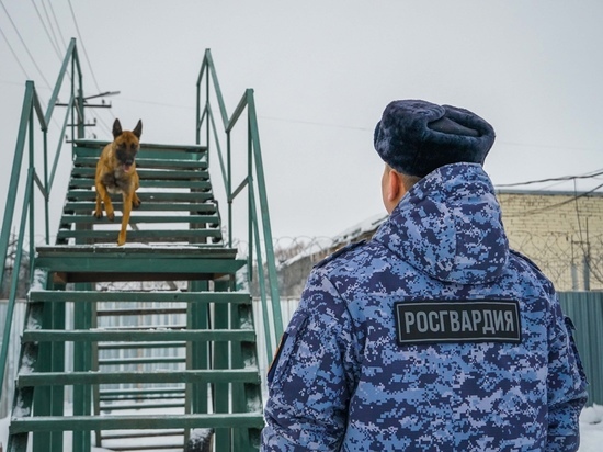 Собаки Росгвардии в 2022 году обследовали более 210 объектов в Новгородской области