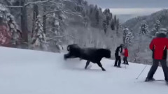 Бык атаковал лыжников сочинского курорта: видео