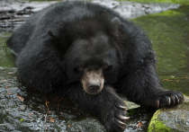 Три гималайских медведя, которых изъяли у перекупщиков и контрабандистов, поселились в Московском зоопарке