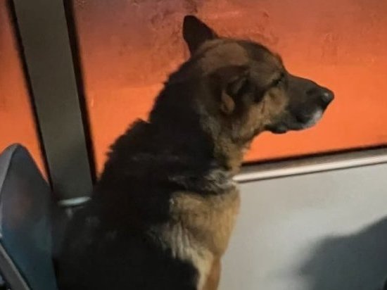 Потерявшаяся в Новосибирске собака катается на трамвае №13