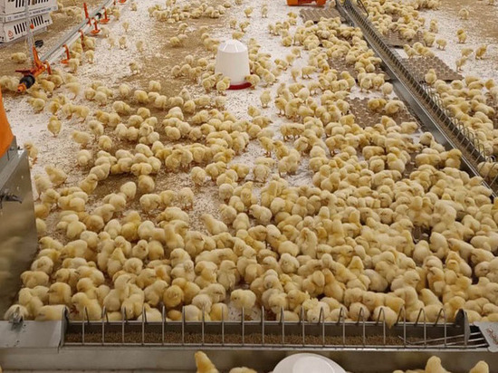 В Ленобласть привезли более 53 тысяч цыплят из Германии