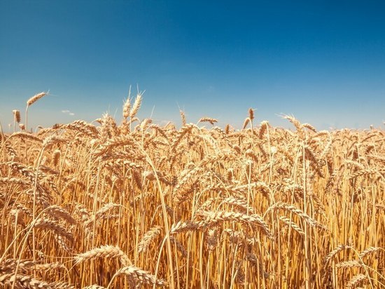Липецкая область экспортировала свыше 800 тысяч тонн зерна в другие страны