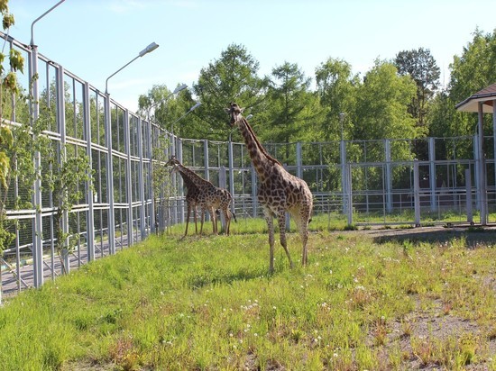 В Новосибирском зоопарке появятся жирафы и бегемоты