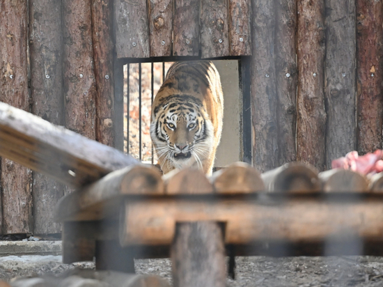 В регионе продолжают фиксировать конфликтные ситуации с тиграми