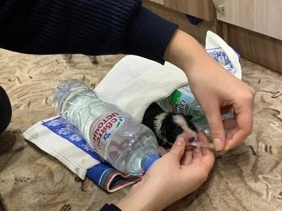 Жительница Электростали нашла новорожденного щенка в мусорном пакете