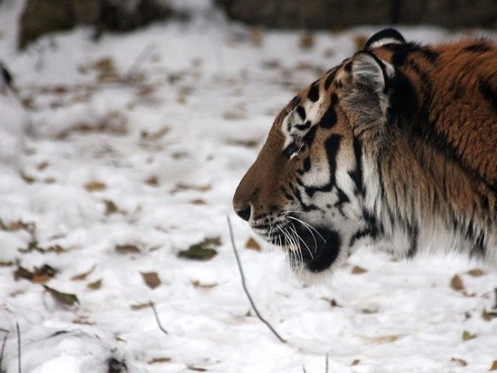 Голодные тигры затерроризировали хабаровские села: за неделю съели 18 собак