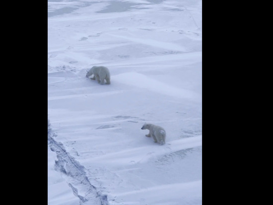 Экипаж ледокола «Сибирь» заметил семейство белых медведей в Енисейском заливе